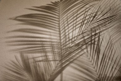 Photo of Shadows of tropical palm branches on light wall