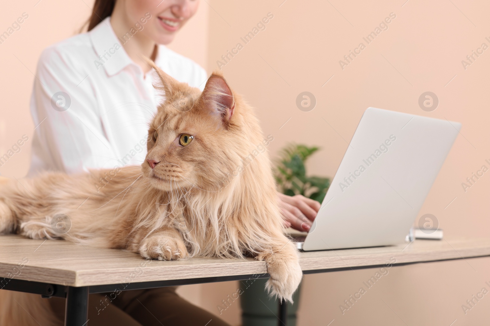 Photo of Woman with beautiful cat at desk, closeup. Home office