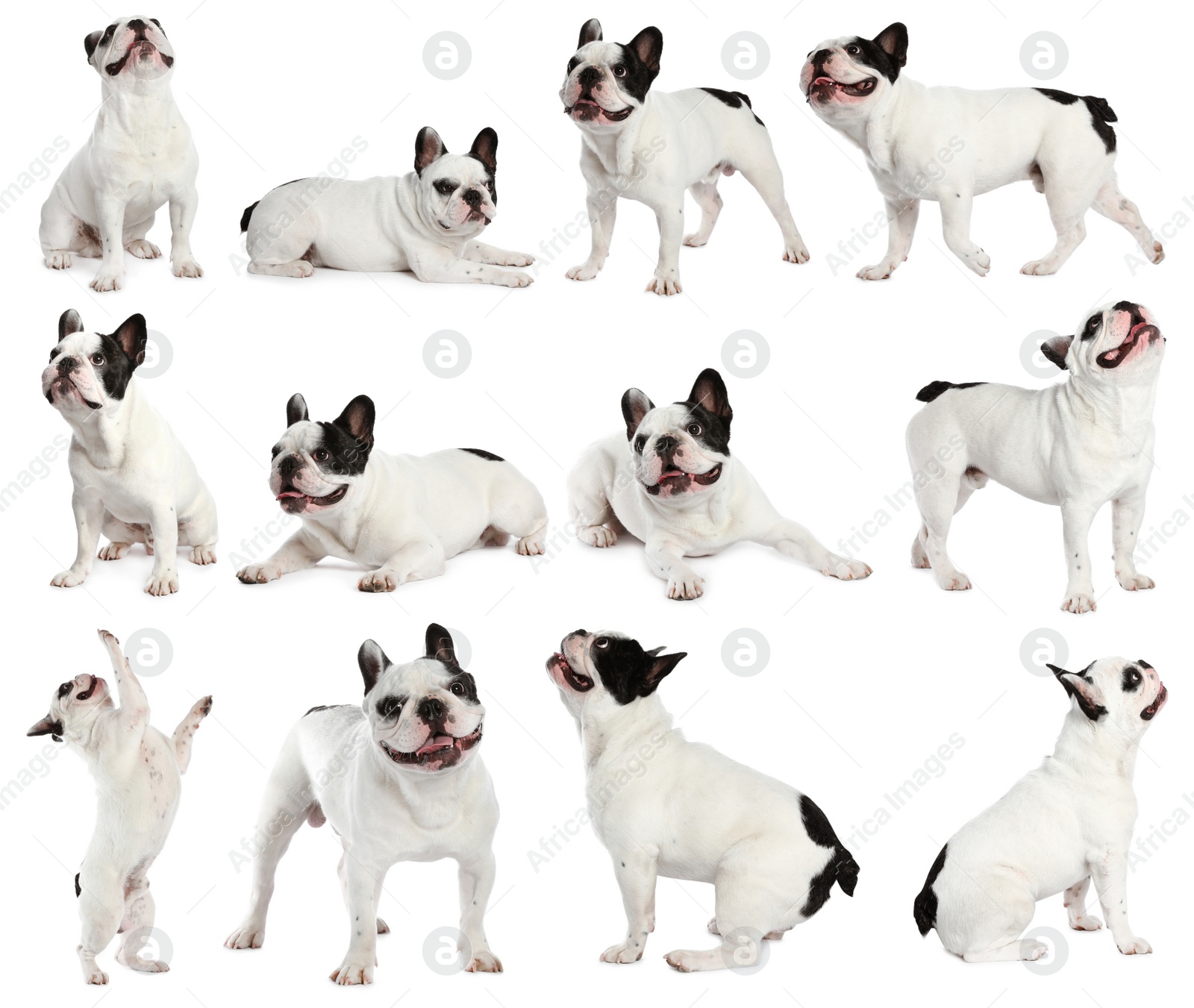 Image of Collage with photos of cute dog on white background