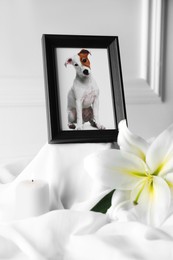 Frame with picture of dog, burning candle and lily flower on white cloth, closeup. Pet funeral