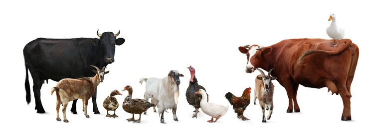 Image of Group of different farm animals on white background. Banner design