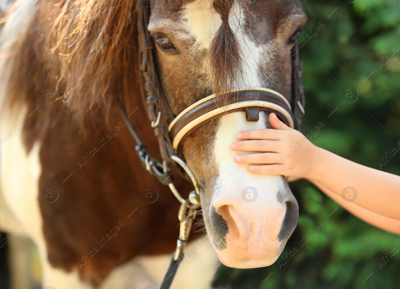 Photo of Little girl stroking her pony in green park, closeup