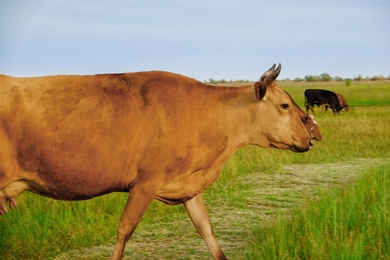 Photo of Beautiful cute cows grazing on green meadow