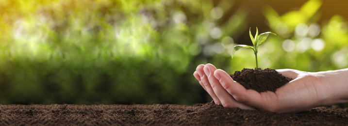 Image of Planting tree. Woman holding young green seedling in soil, banner design with space for text