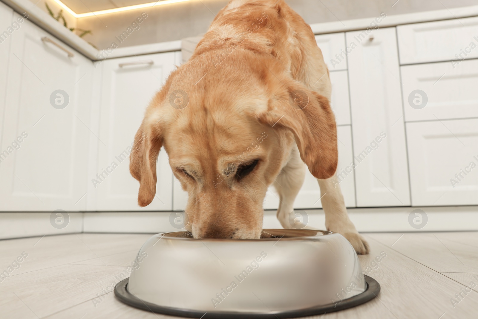 Photo of Cute Labrador Retriever eating in stylish kitchen, closeup