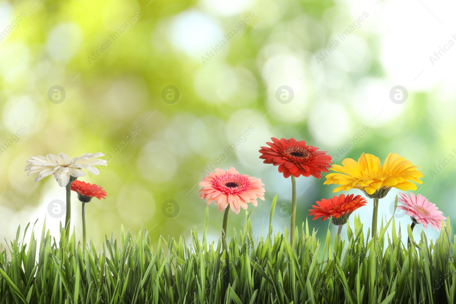 Image of Beautiful colorful gerbera flowers among green grass outdoors on sunny day, bokeh effect