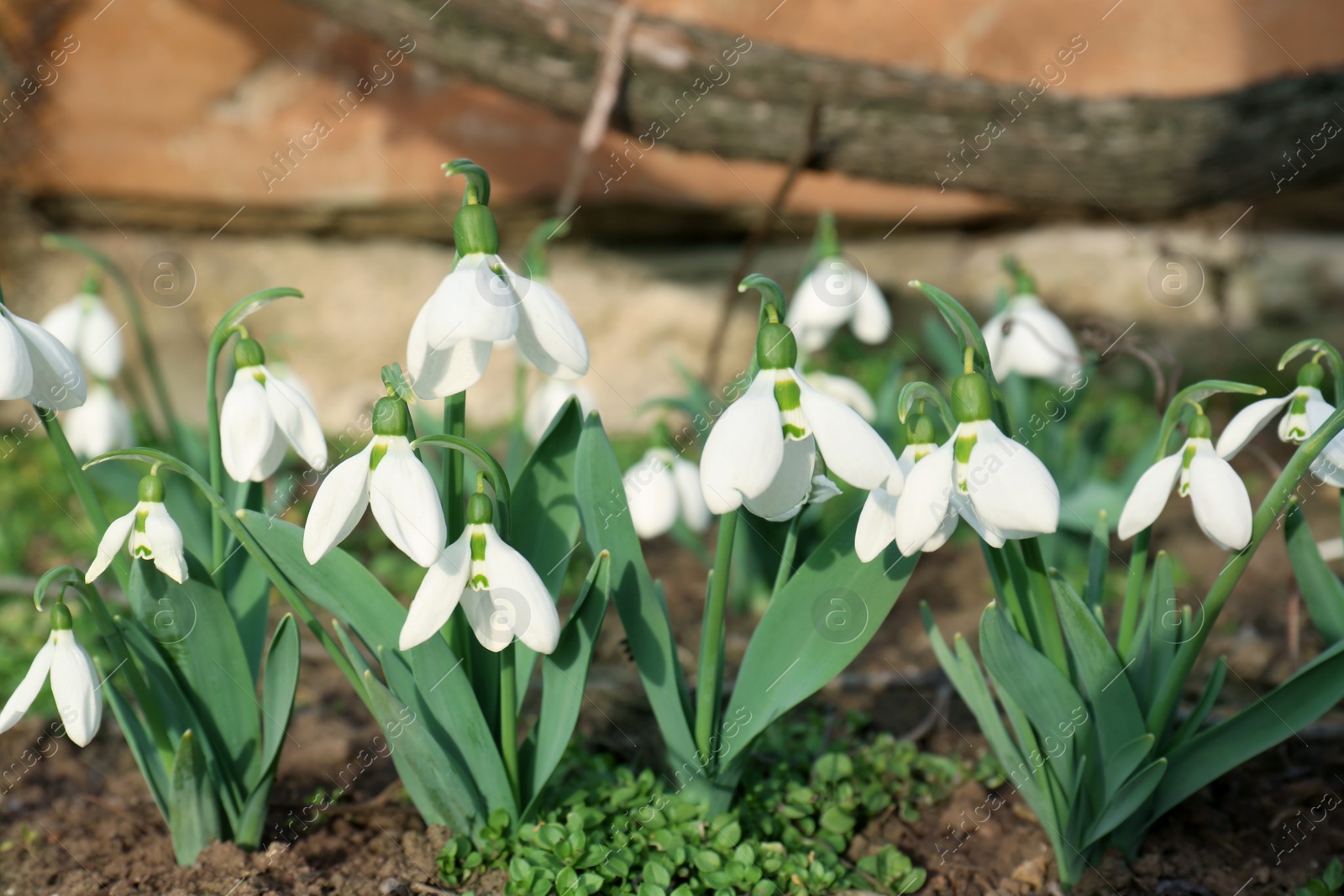 Photo of Beautiful white blooming snowdrops growing outdoors. Spring flowers