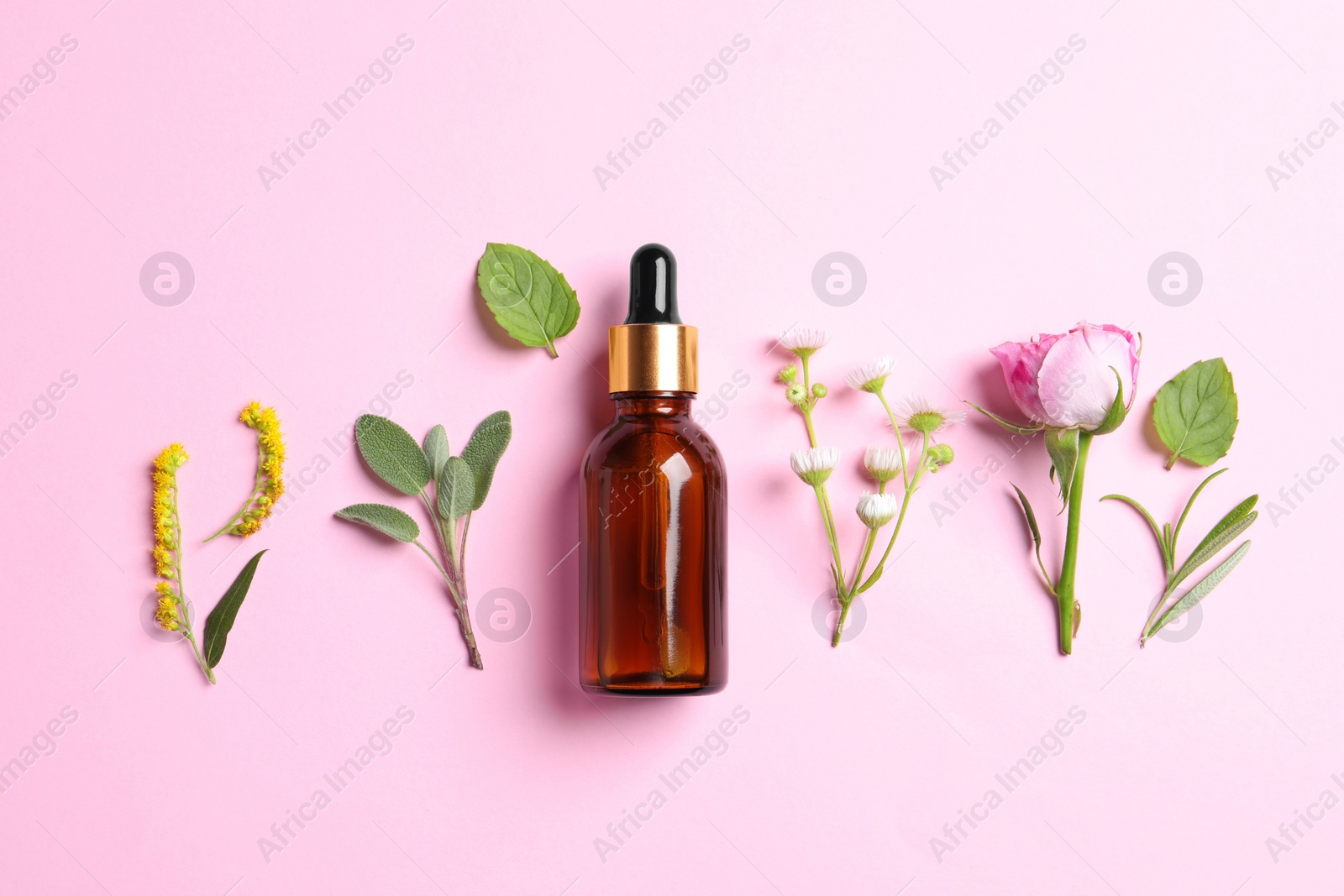 Photo of Bottle of essential oil, different herbs and flowers on pink background, flat lay