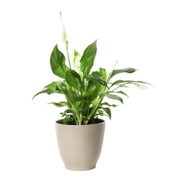 Photo of Pot with Spathiphyllum home plant on white background