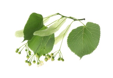 Photo of Beautiful linden tree blossom with young fresh green leaves isolated on white