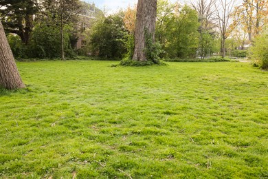 Photo of Beautiful park with trees and bright green grass