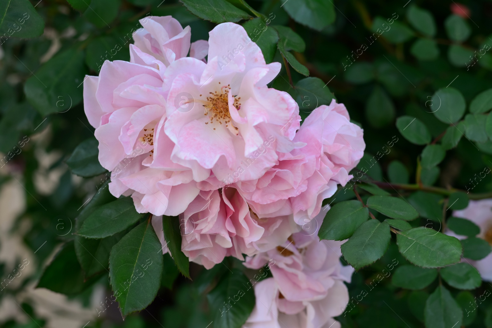 Photo of Beautiful blooming rose bush outdoors, closeup view