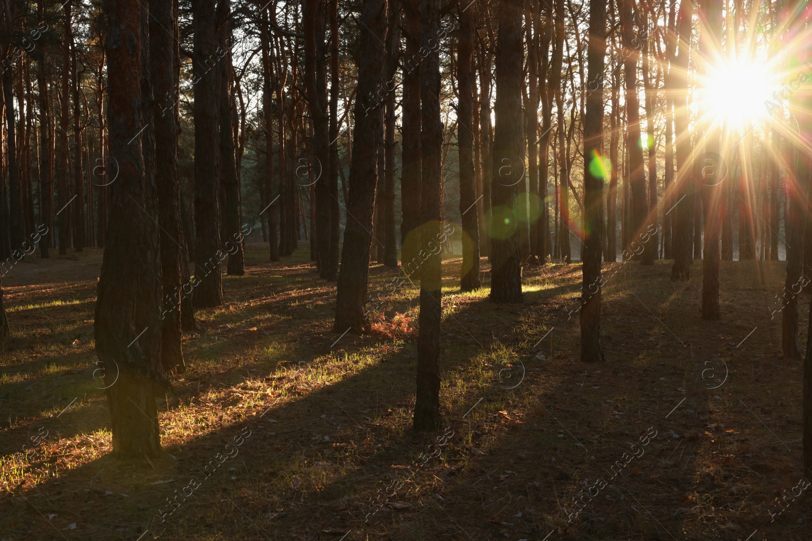 Photo of Beautiful view of sun shining through trees in conifer forest at sunset