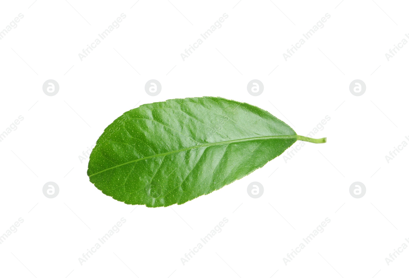 Photo of Fresh green citrus leaf on white background