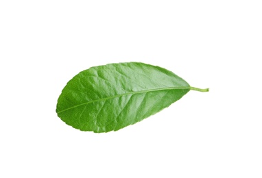 Photo of Fresh green citrus leaf on white background