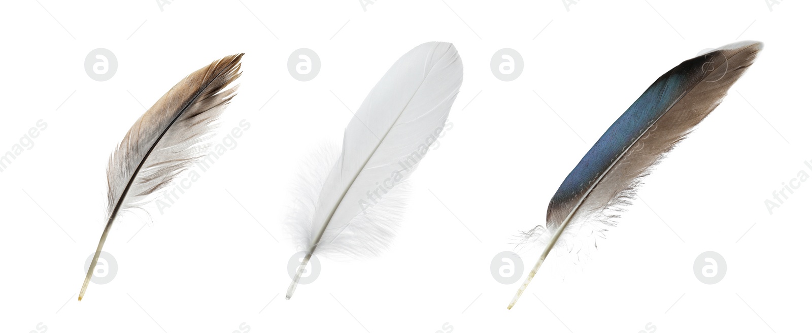 Image of Set with different beautiful feathers on white background