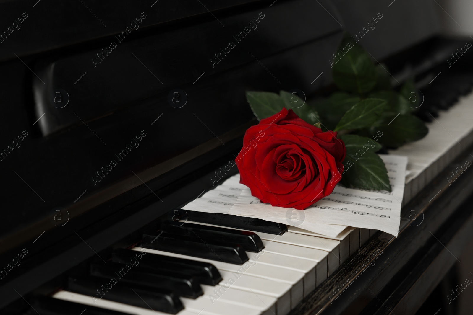 Photo of Beautiful red rose and musical notes on piano keys