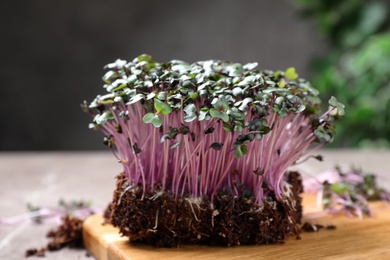 Fresh organic microgreen on light grey table, closeup