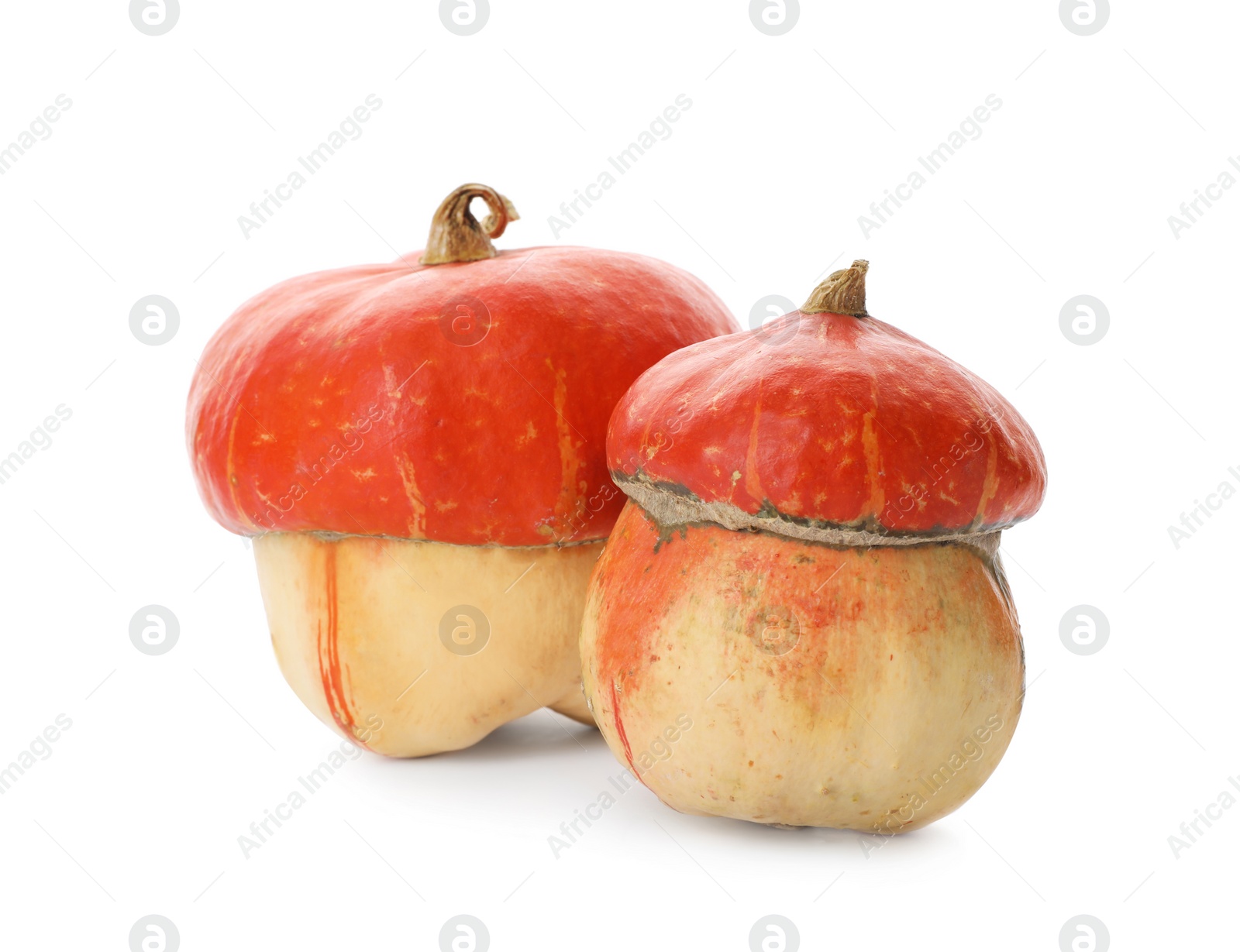 Photo of Fresh raw pumpkins isolated on white. Organic plant