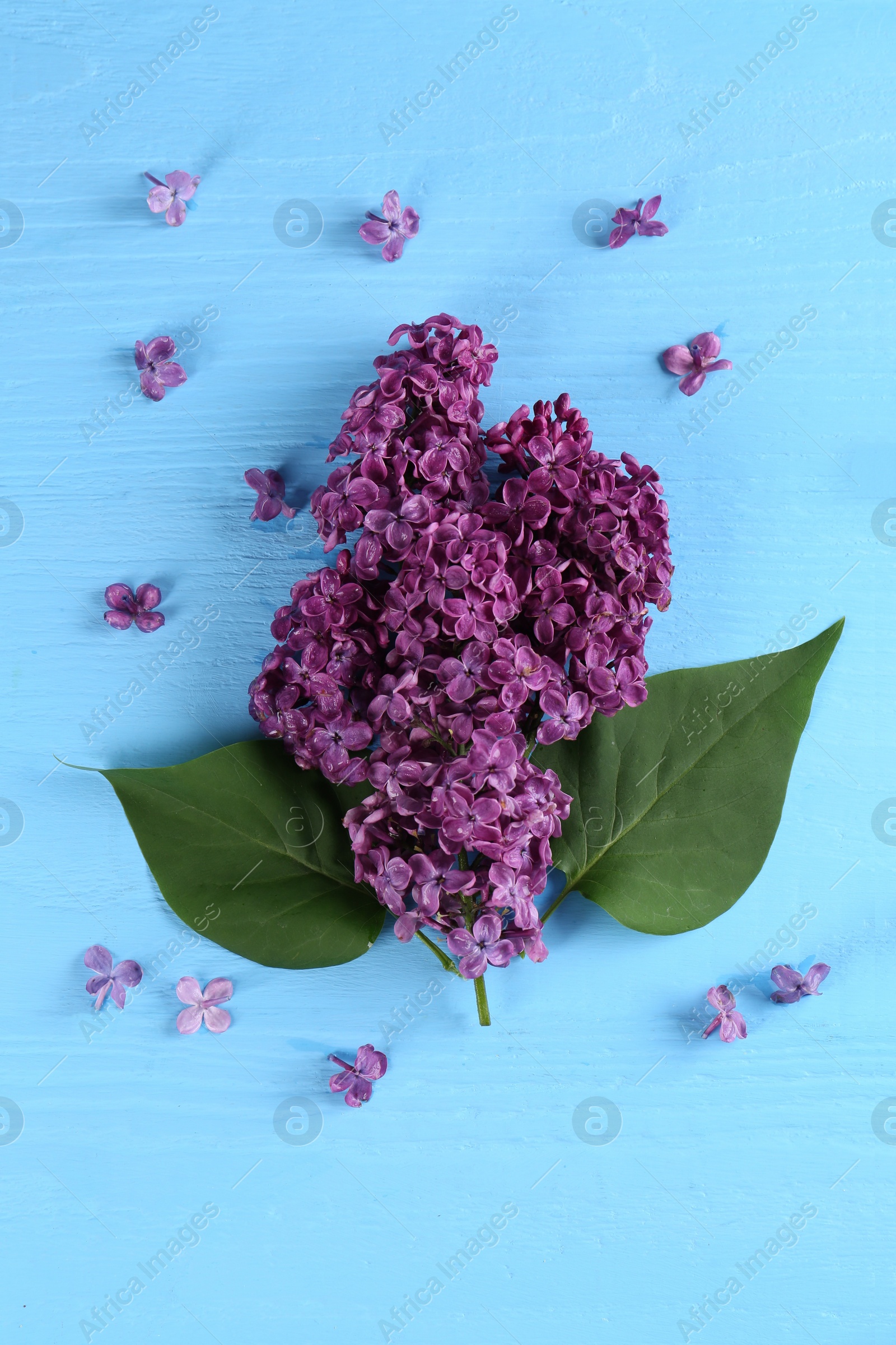 Photo of Beautiful lilac flowers on light blue wooden table, flat lay