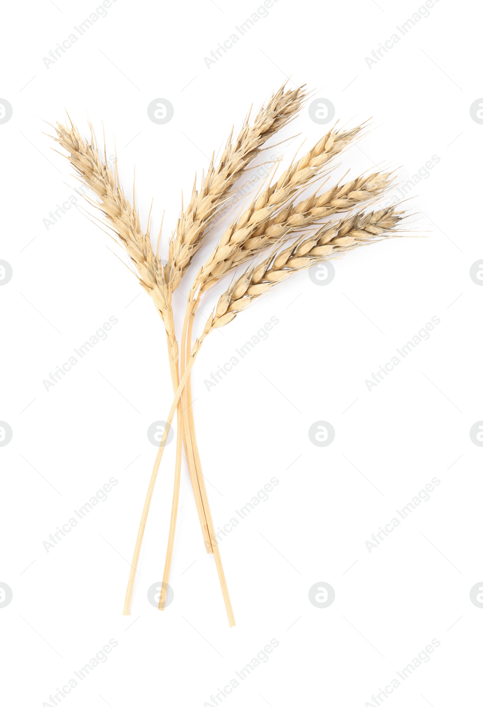 Photo of Ears of wheat on white background. Cereal plant