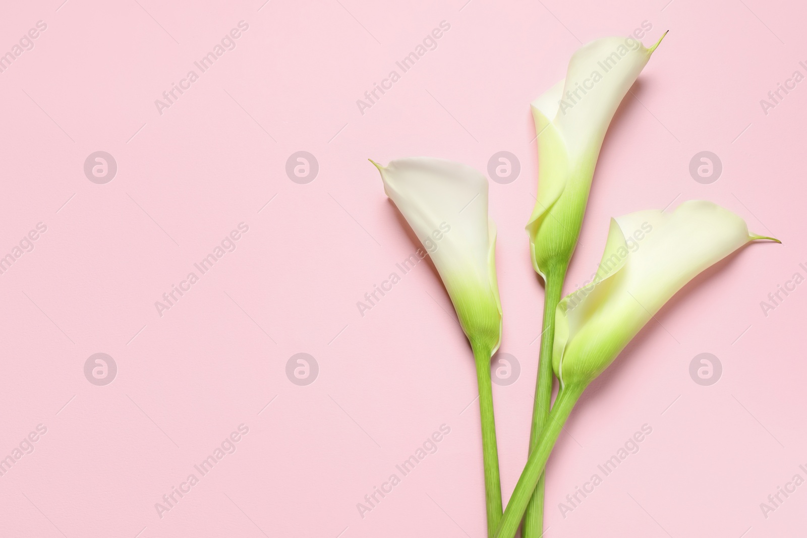 Photo of Beautiful calla lily flowers on pink background, flat lay. Space for text