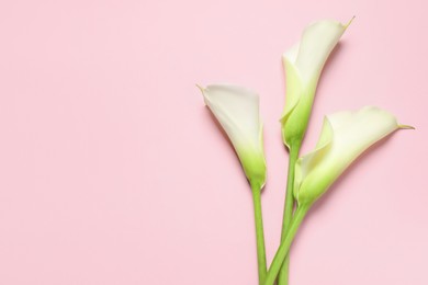 Beautiful calla lily flowers on pink background, flat lay. Space for text