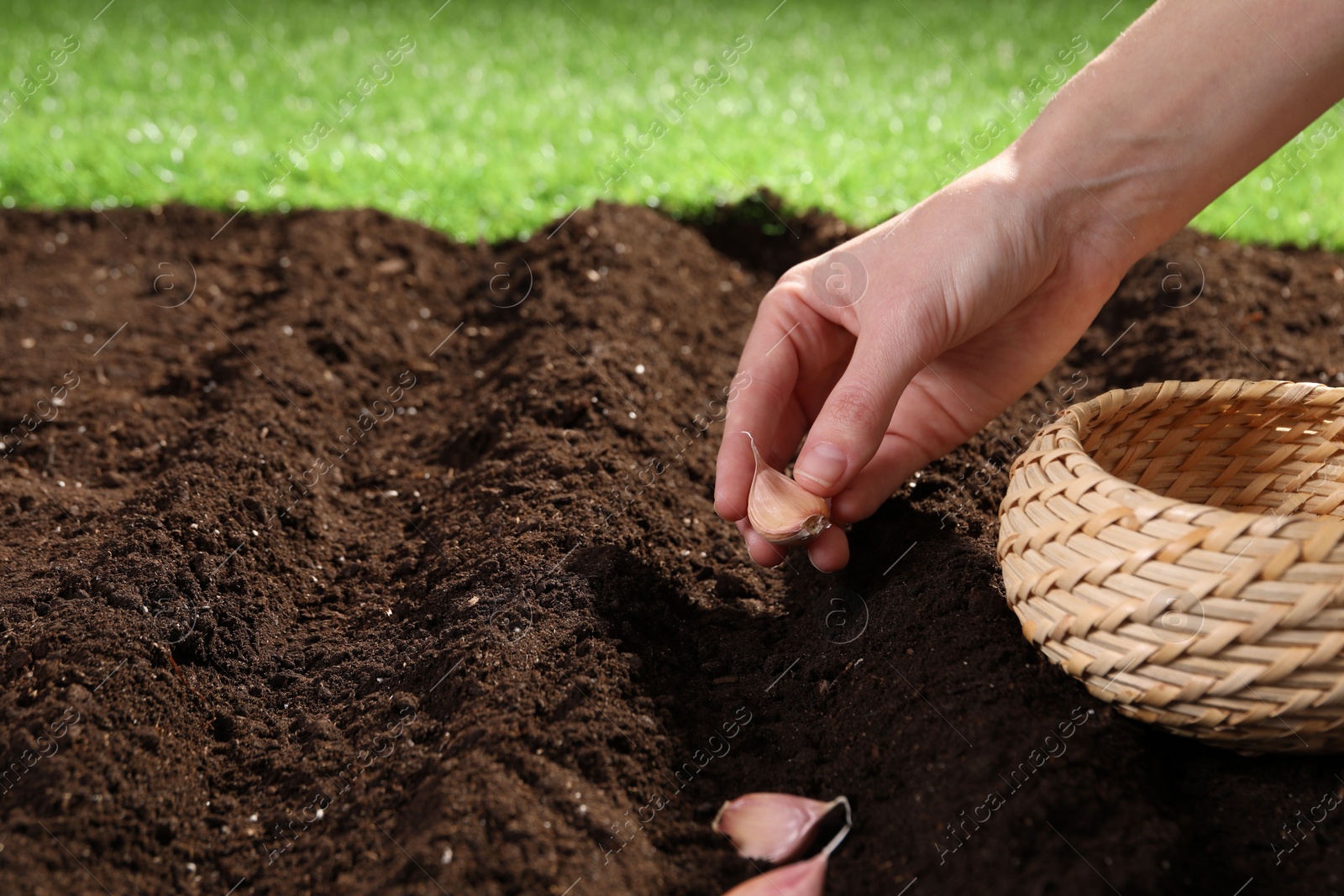 Photo of Woman planting garlic cloves into fertile soil outdoors, closeup. Space for text