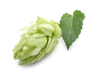 Fresh hop flower with leaf isolated on white