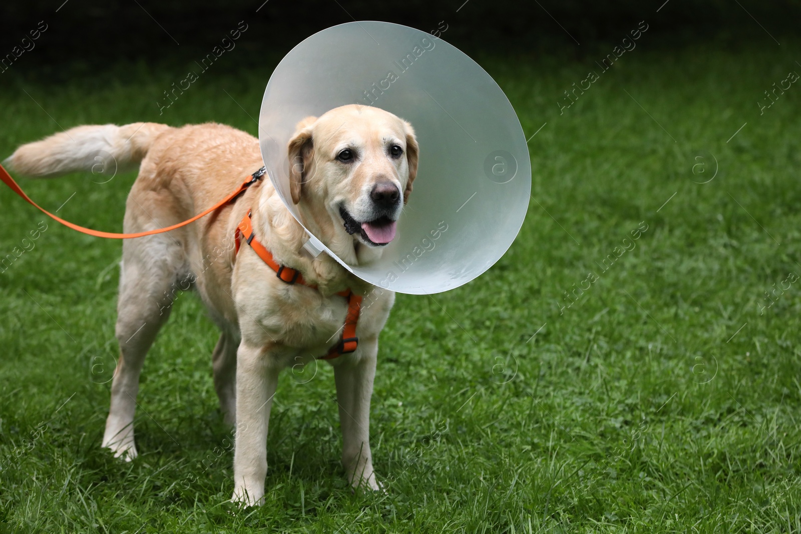 Photo of Adorable Labrador Retriever dog with Elizabethan collar on green grass outdoors, space for text