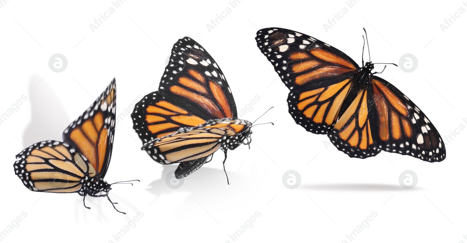 Image of Collage with monarch butterfly flying up on white background. Banner design 