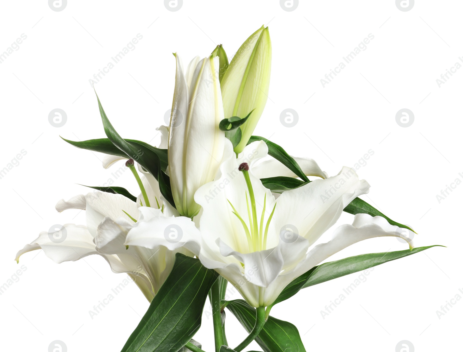 Photo of Beautiful lilies on white background. Funeral flowers