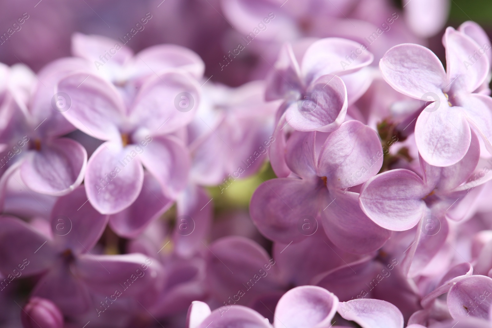 Photo of Beautiful blossoming lilac as background, closeup. Spring flowers