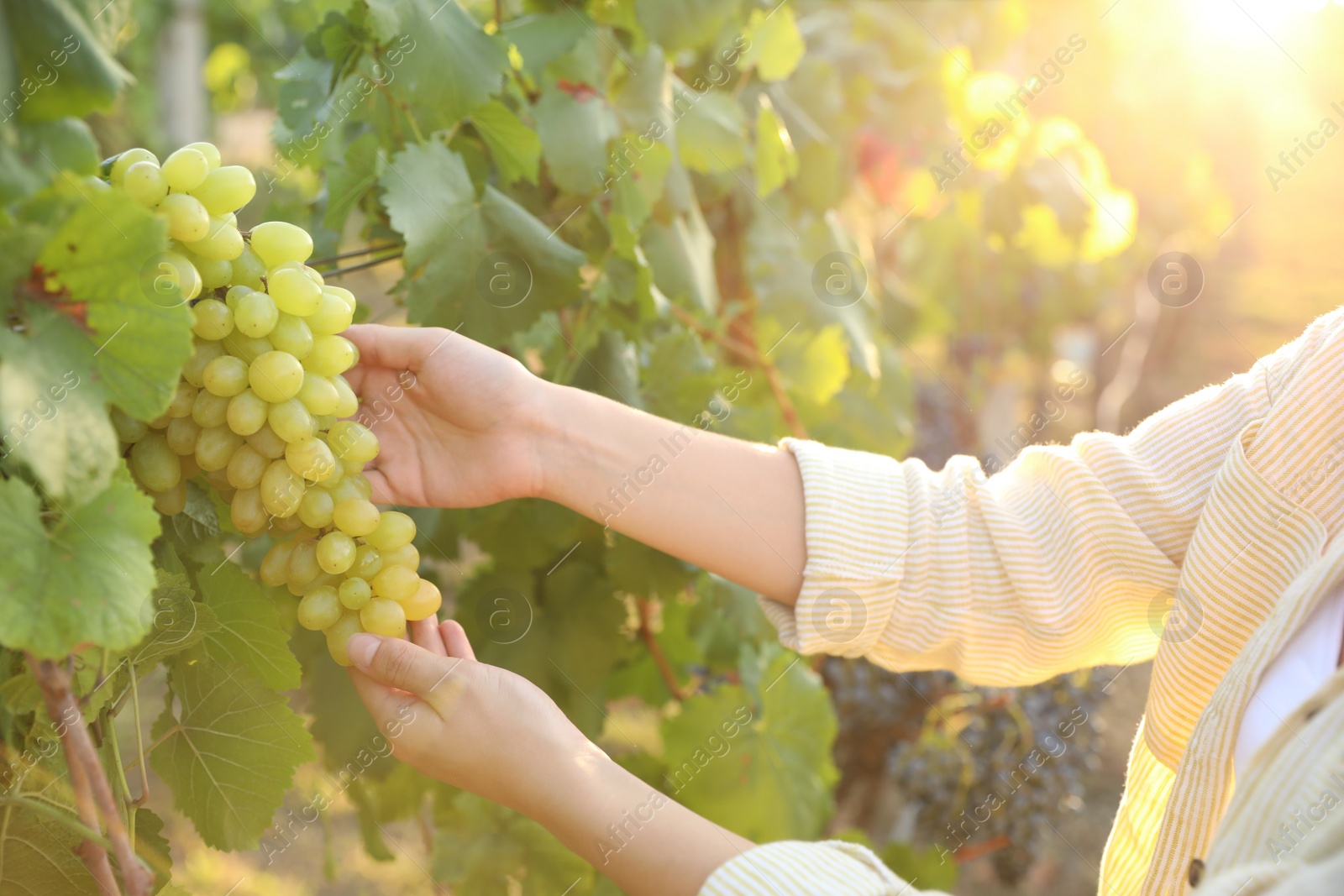 Photo of Woman picking ripe grapes in vineyard, closeup