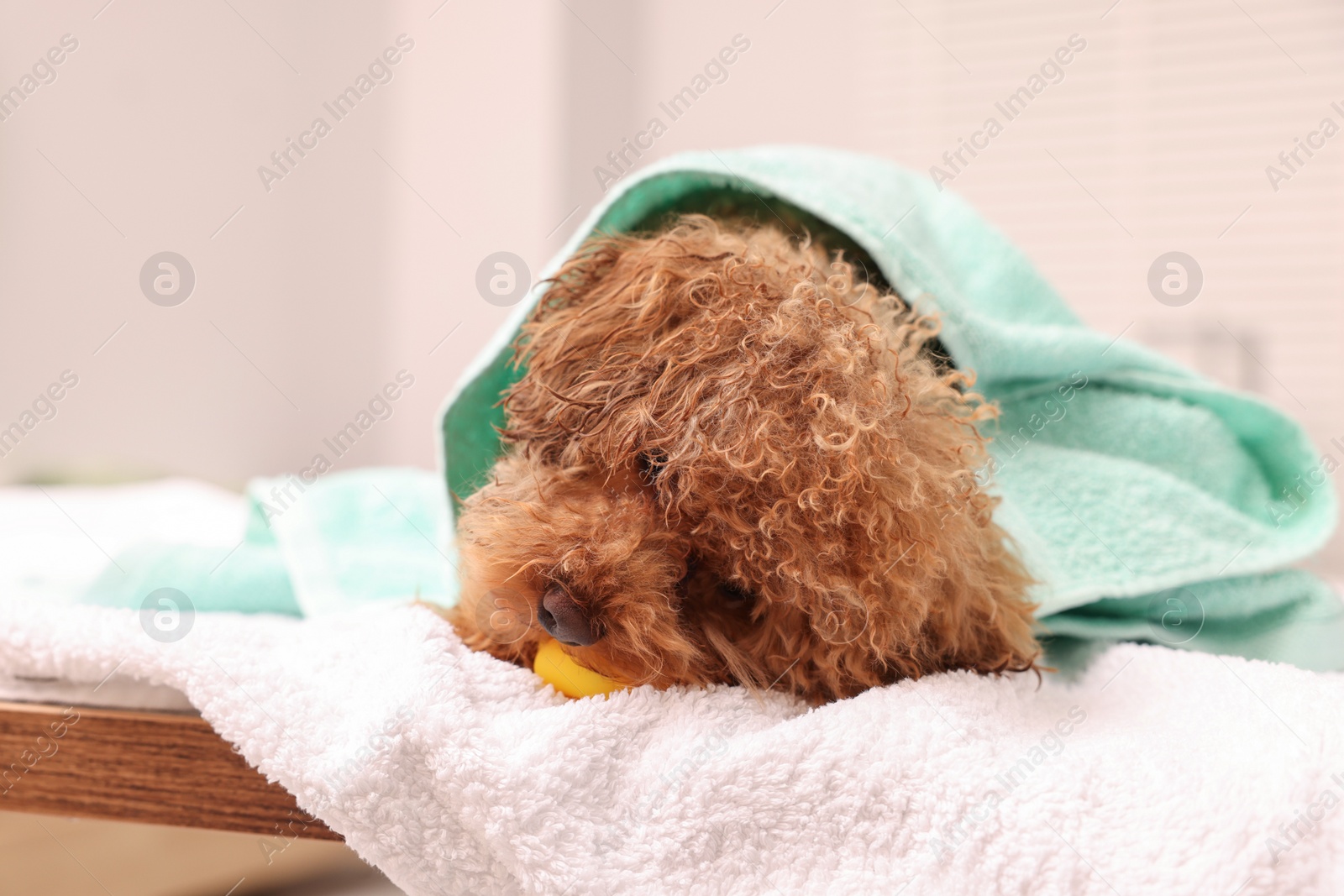 Photo of Cute Maltipoo dog wrapped in towel gnawing rubber duck indoors. Lovely pet