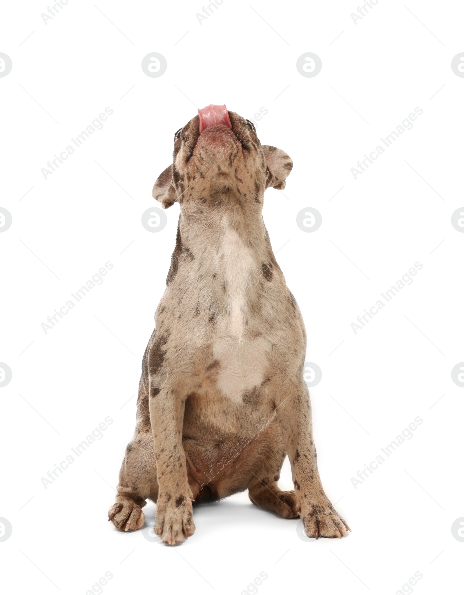 Photo of Cute French Bulldog sitting on white background