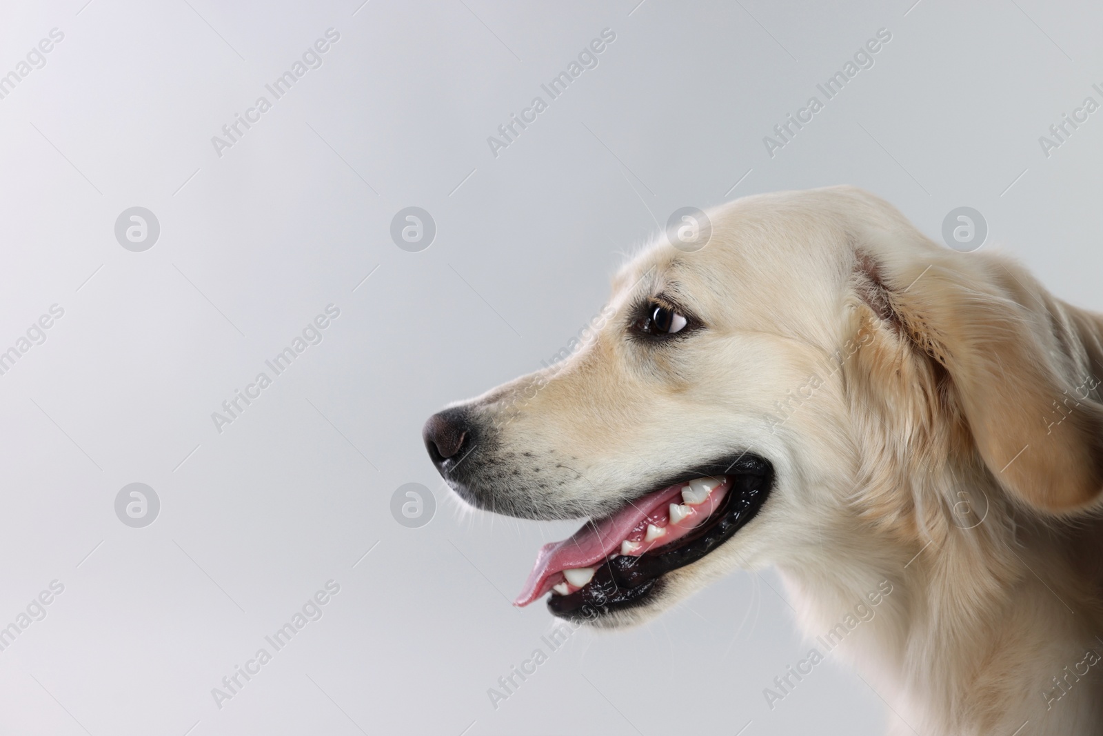 Photo of Cute Labrador Retriever dog on light grey background. Space for text