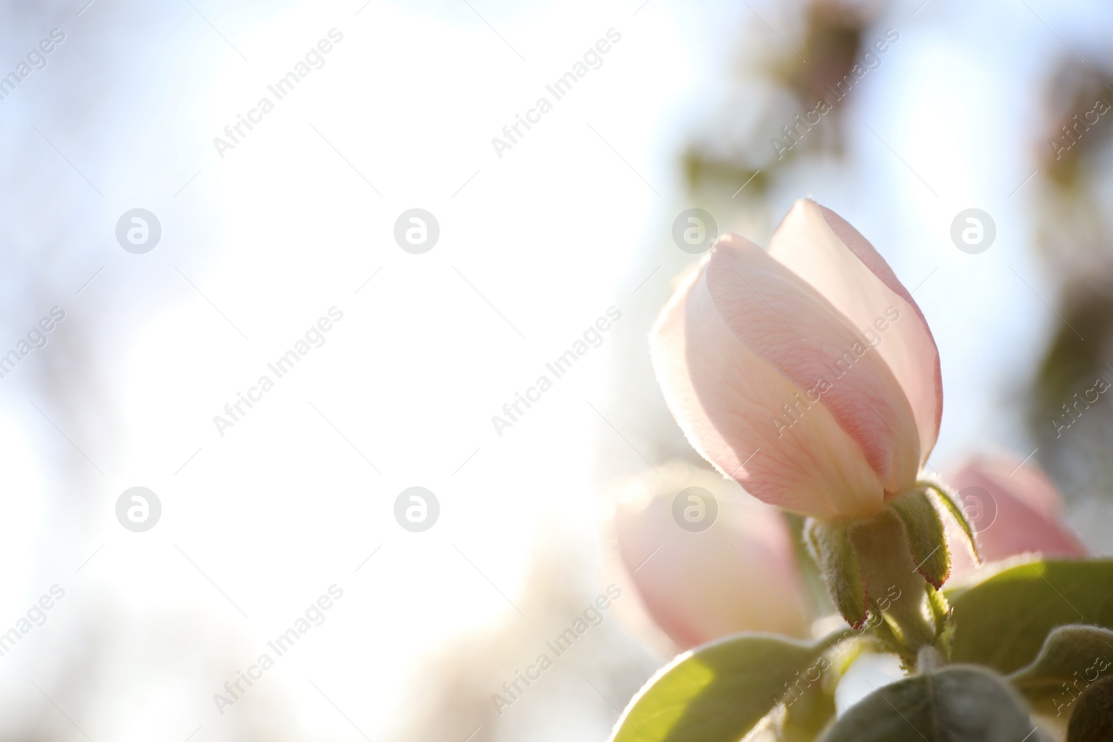 Photo of Closeup view of beautiful blossoming quince tree outdoors on spring day