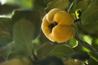 Photo of Closeup view of quince tree with ripening fruit outdoors