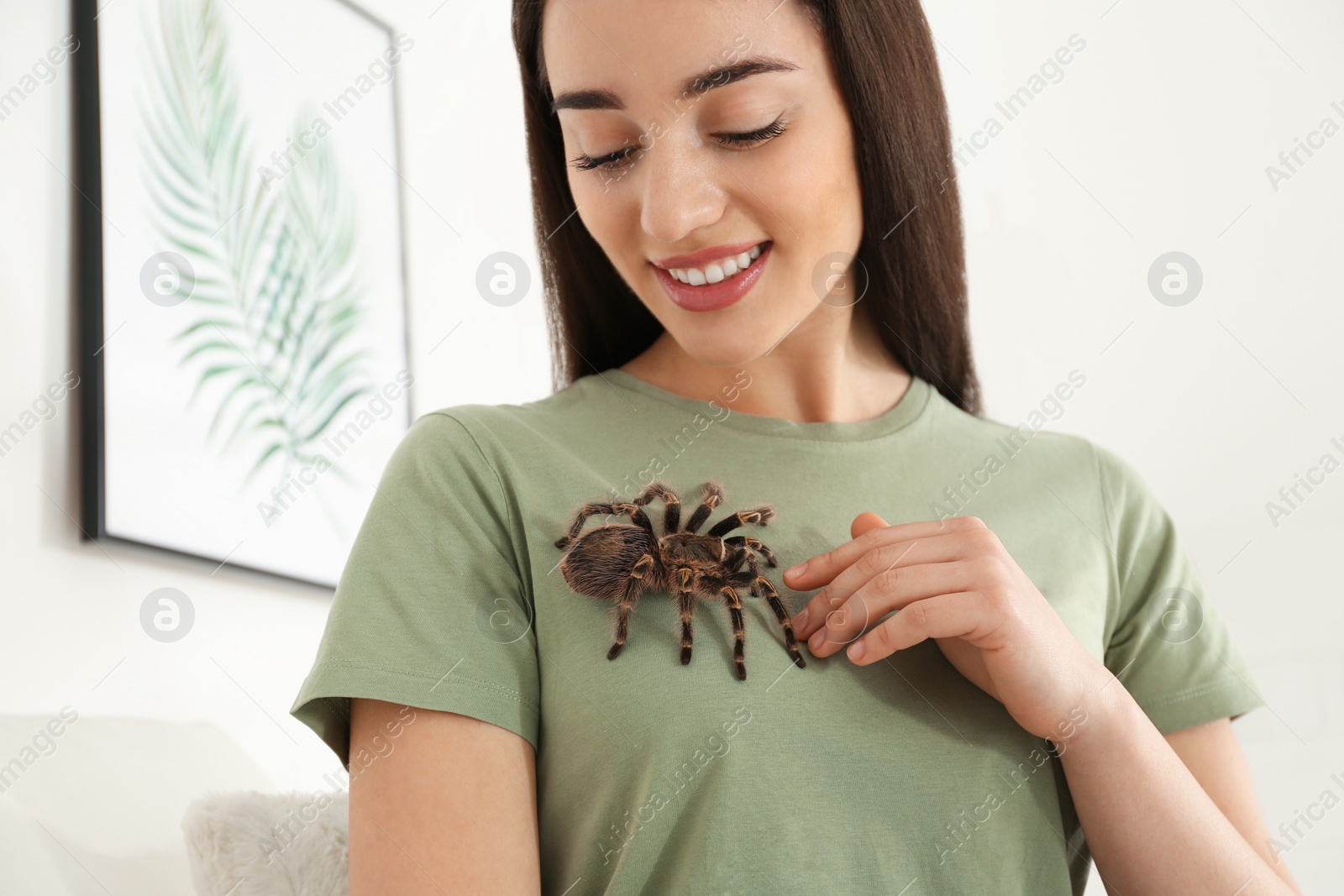 Photo of Woman with striped knee tarantula at home. Exotic pet