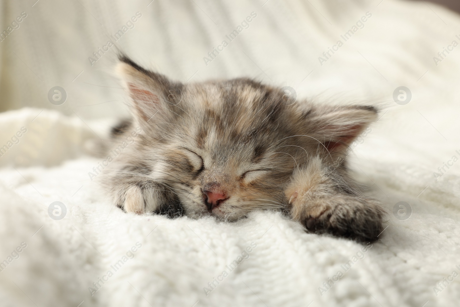 Photo of Cute kitten sleeping on white knitted blanket