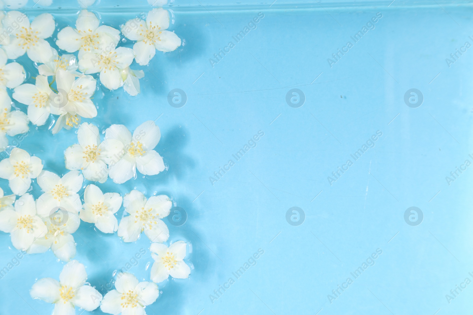 Photo of Beautiful jasmine flowers in water on light blue background, top view. Space for text