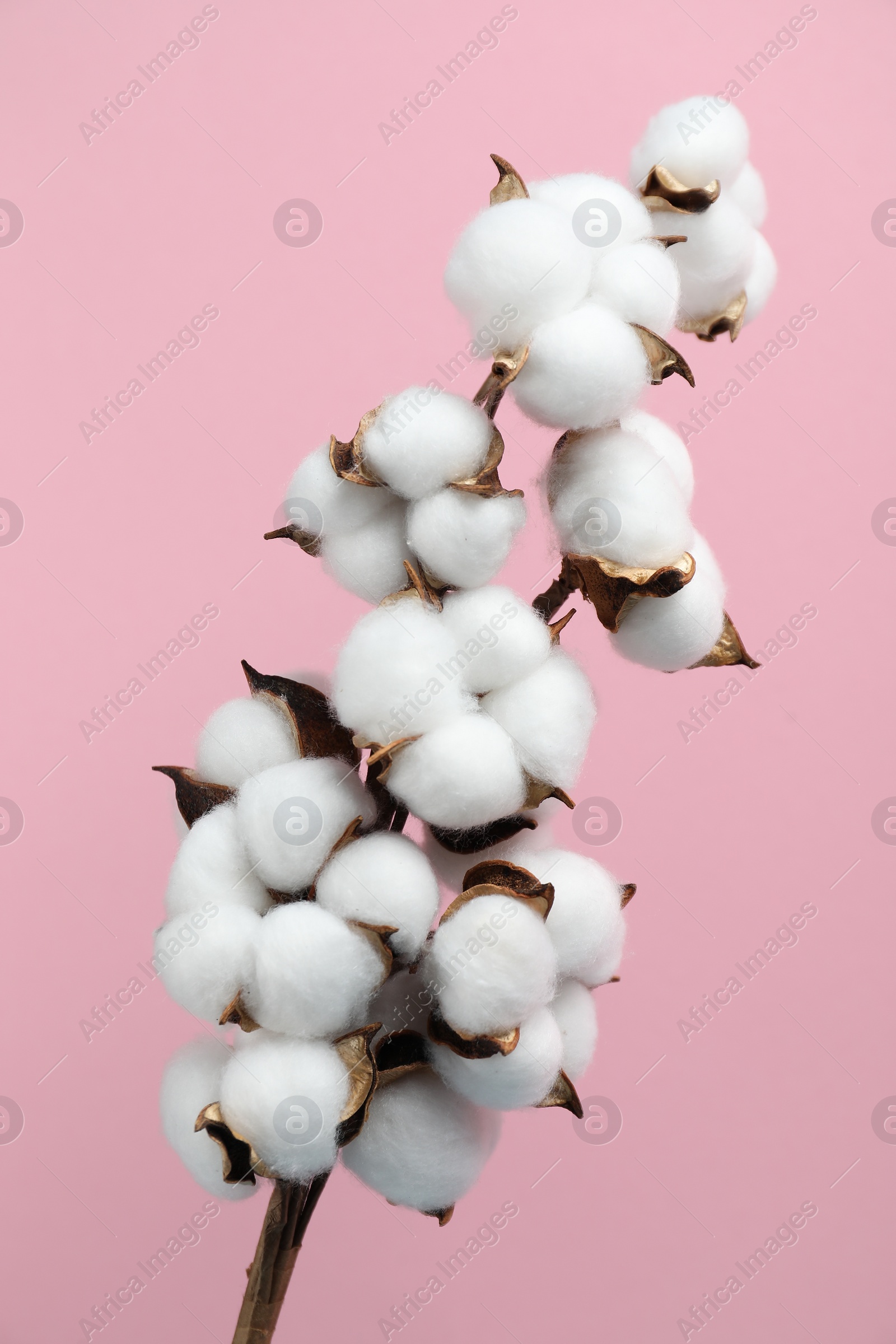 Photo of Beautiful cotton branch with fluffy flowers on pink background