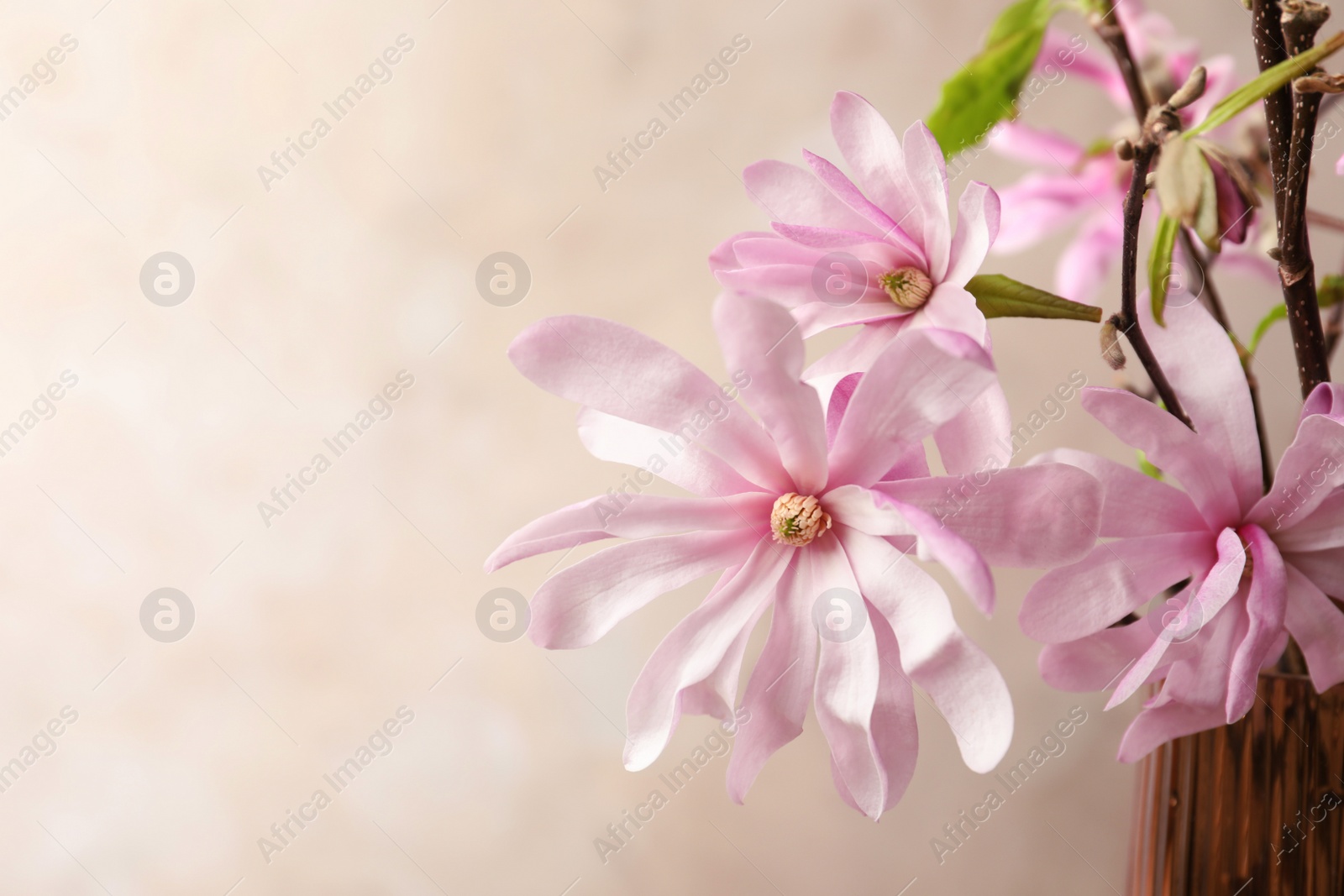 Photo of Magnolia tree branches with beautiful flowers in glass vase against beige background, closeup. Space for text