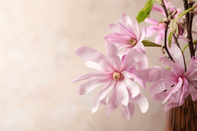 Photo of Magnolia tree branches with beautiful flowers in glass vase against beige background, closeup. Space for text