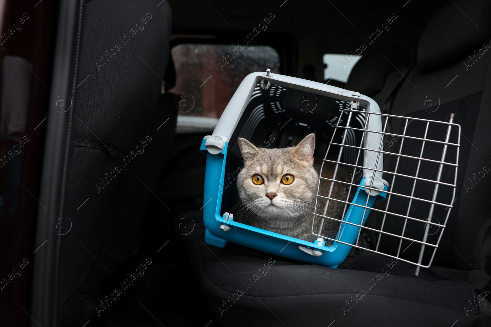 Photo of Travel with pet. Cute cat in carrier inside car