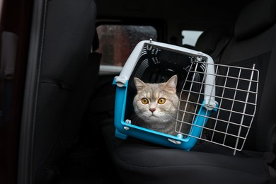 Travel with pet. Cute cat in carrier inside car