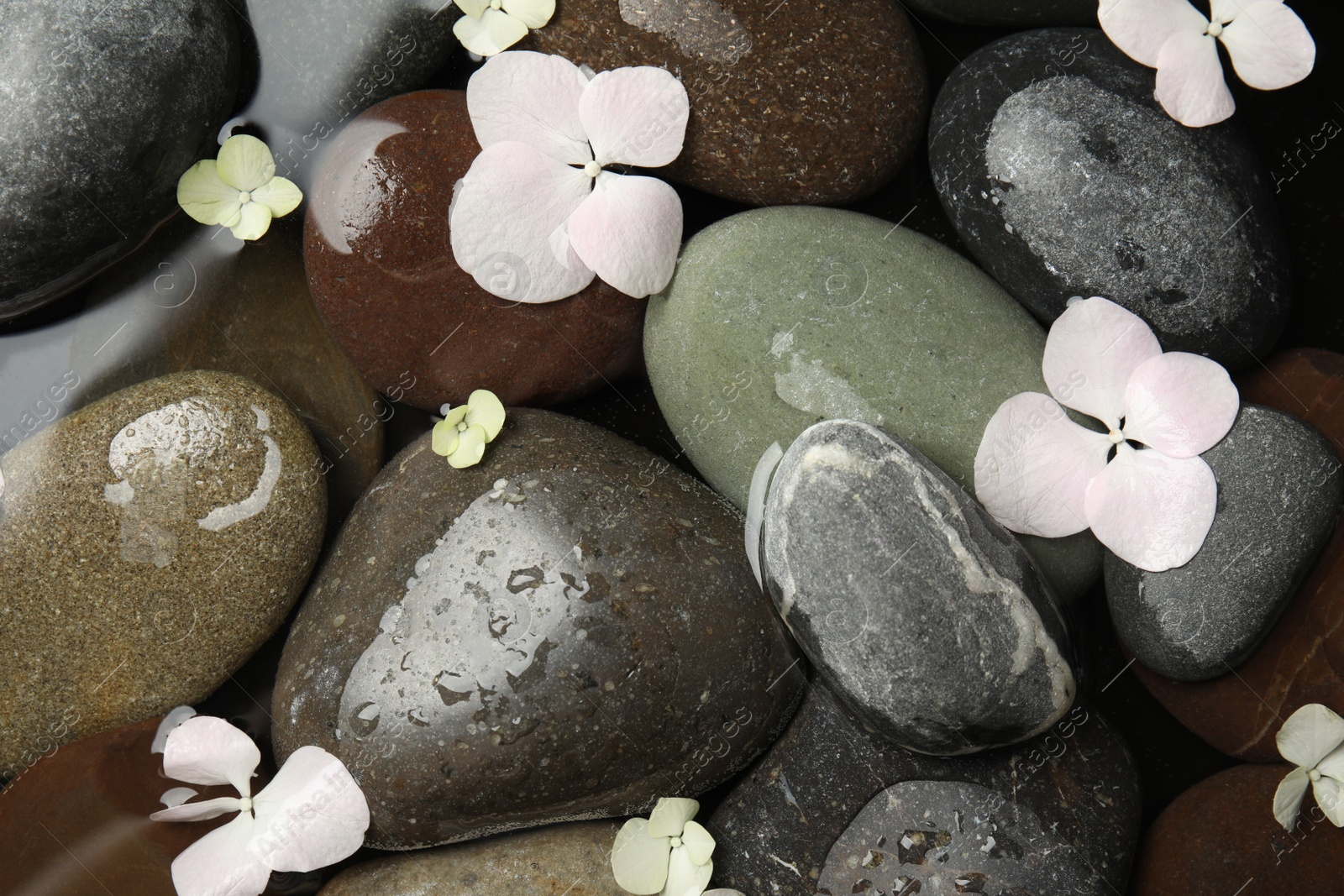 Photo of Stones and flowers in water as background, top view. Zen lifestyle