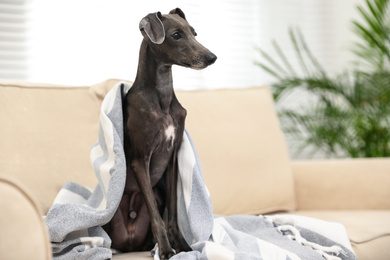 Photo of Italian Greyhound dog covered with plaid on sofa at home