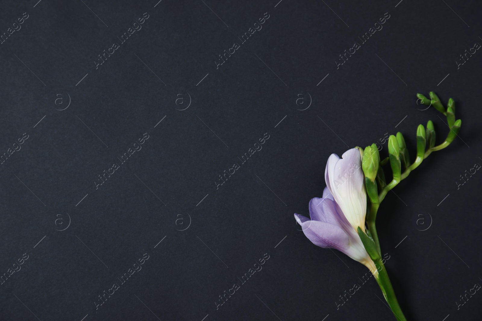 Photo of Beautiful freesia with fragrant flowers on dark background, top view. Space for text